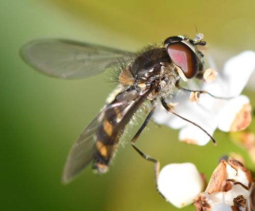 Réf. 298 942 : Meliscaeva auricollis